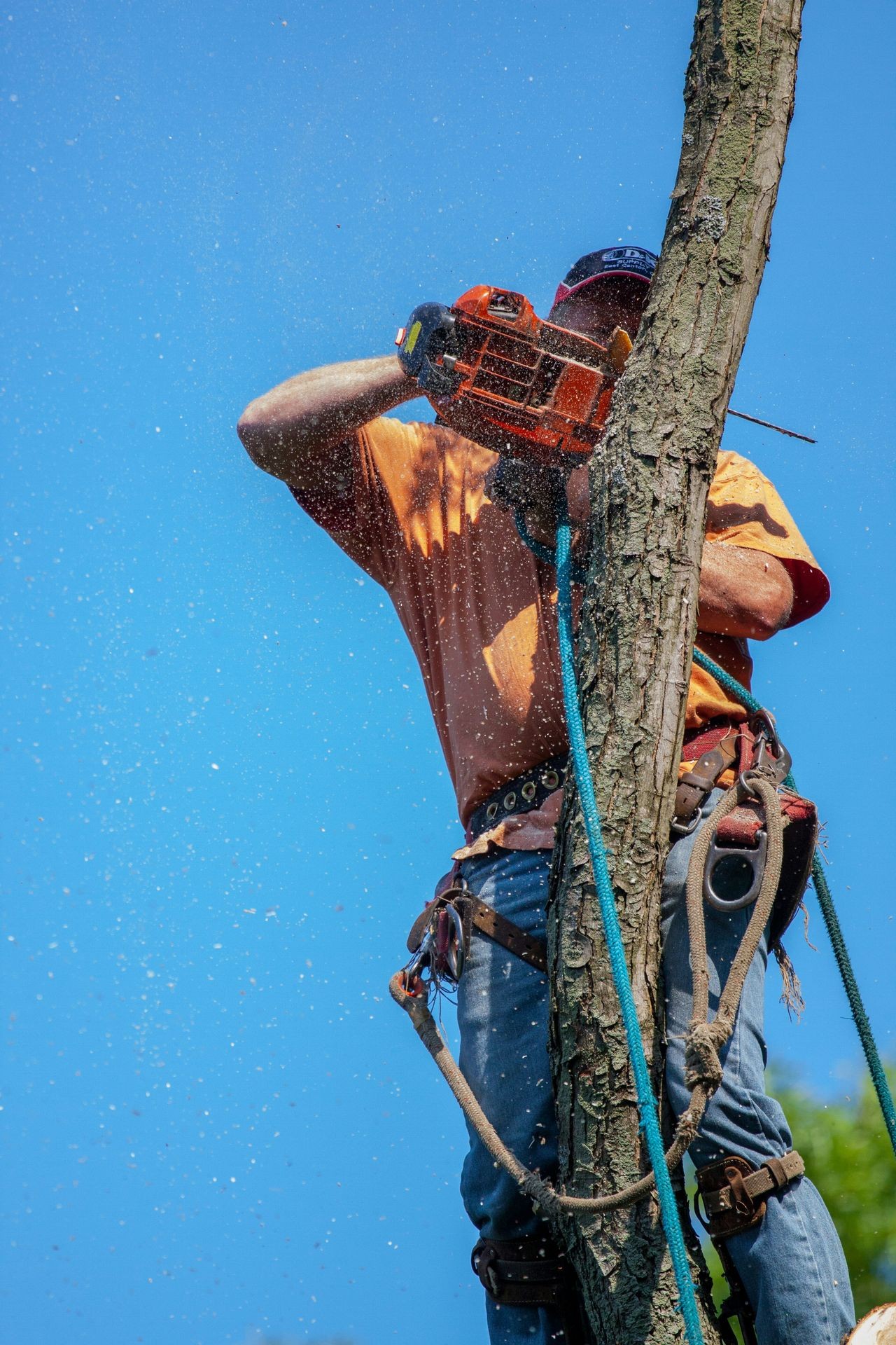 TREE SURGEON SPECIALIST